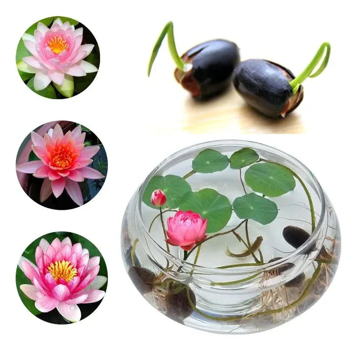 Premium Lotus Flower Seed-HR