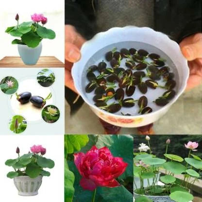 Premium Lotus Flower Seed-HR