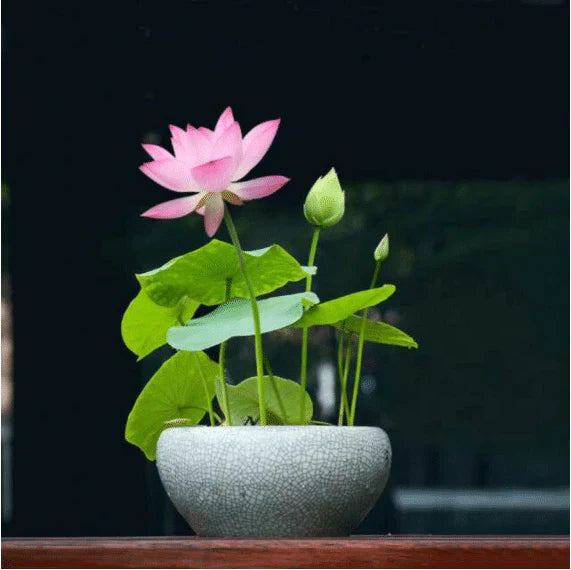 Premium Lotus Flower Seed-HR