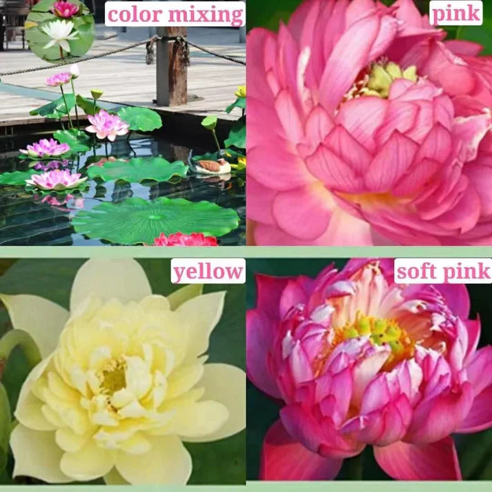 Premium Lotus Flower Seed-HR