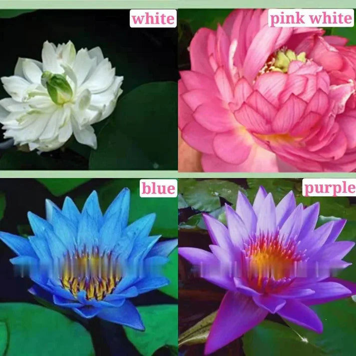 Premium Lotus Flower Seed-HR