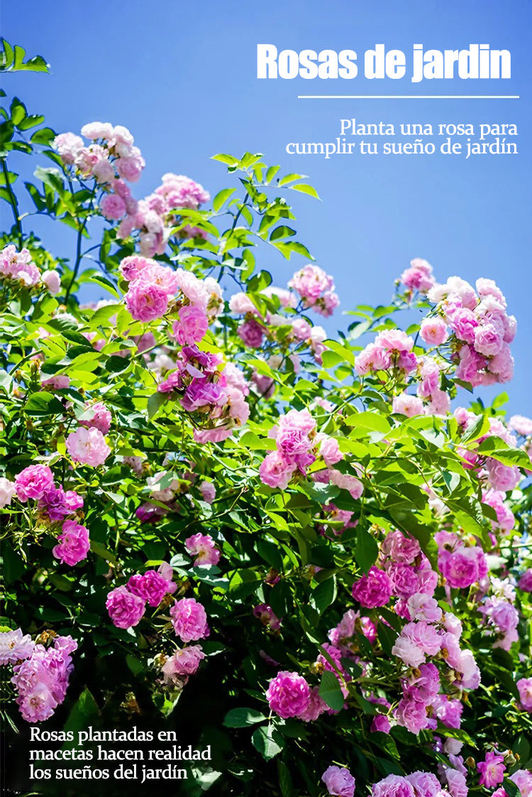 Las semillas de rosa florecen όλο το χρόνο. 