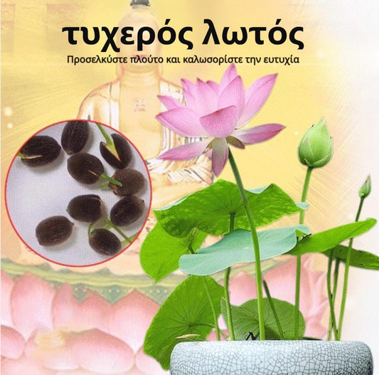 【Lucky Lotus】 Υδάτινο φυτό Lucky Lotus-GR